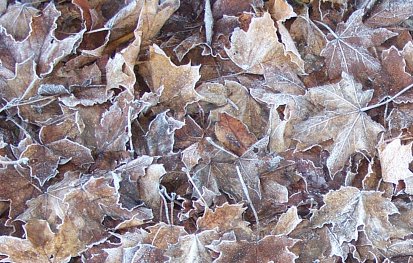 Fallen frosty leaves